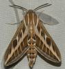 Hyles livornica